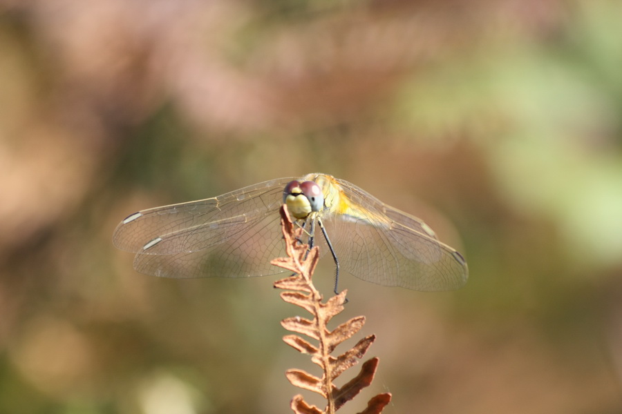 Sympetrum fonscolombii  femmina ?